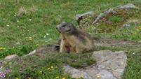 16 Marmotte du col de la Vanoise